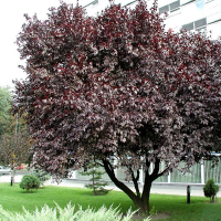 Слива розчепірена Пісарді купить