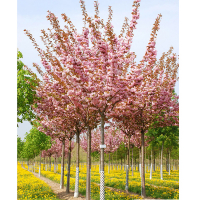 Сакура дрібнопильчаста Канзан купить