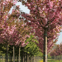 Сакура мелкопильчатая Канзан купить