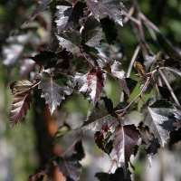 Береза плакуча Пурпуреа купить