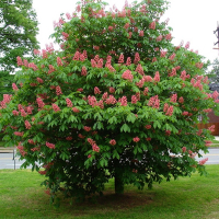 Каштан кінський рожевий Бріоті купить