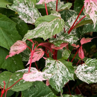 Клён блестящий Red Flamingo купить