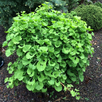 Гінкго дволопатевий купить