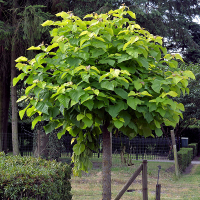 Катальпа бігнонієподібна Нана купить