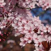 Слива розчепірена (декоративна) Нігра купить