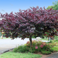 Багрянник канадский Форест Панси купить