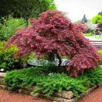 Клен віяловий Гарнет купить