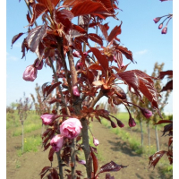 Сакура дрібнопильчаста Роял Бургунді купить