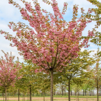 Слива мелкопильчатая Канзан купить