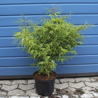 Бук европейский Мерседес купить