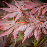 Клен віяловий Тромпенбург купить