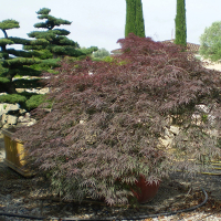 Клен віяловий Диссектум Атропурпуреум купить