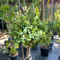 Гінкго дволопатеве Марiкен штамб купить