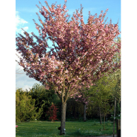 Сакура дрібнопильчаста Канзан купить