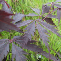 Клен віяловий Black Lace купить