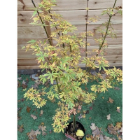 Клен японский Джерри Шварц купить