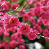 Персик персидский Теофлора купить