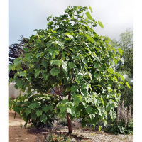 Павловнiя 2 м купить