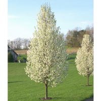 Груша Каллери Шантеклер купить