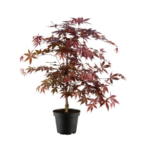 Клен віяловий Fireglow купить