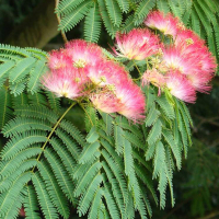 Альбиция ленкоранская Розеа купить