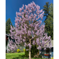 Павлівнія Tomentosa купить