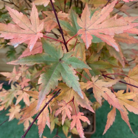 Клен веерный Redwine купить