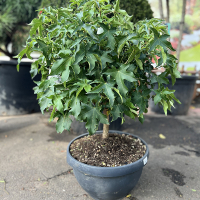 Ліквідамбр смолоносний Гум Болл бонсай купить