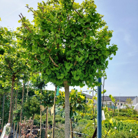 Гінкго дволопатеве Марiкен купить