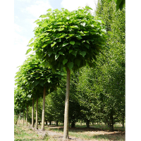 Катальпа бігнонієподібна Нана купить