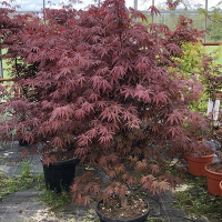 Клен пальмолистный Бладгуд купить