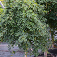 Клен пальмолистий Ryusen штамб купить