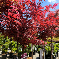 Клен пальмолистный Skeeters Broom штамб купить