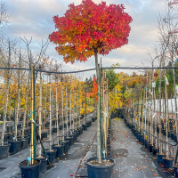Ліквідамбр смолоносний Гум Болл купить