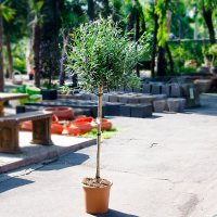 Олива європейська штамб купить