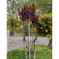 Слива розчепірена Пісарді (букет) купить