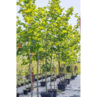 Платан Кленолистий  р9 купить