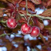 Слива растопыренная Писсарди купить