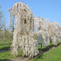 Слива (сакура) White fontaine купить
