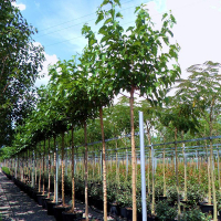 Шовковиця платанолиста безплідна купить