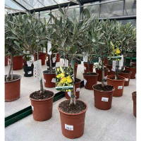 Олива європейська штамб купить