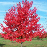 Клен червоний (Rubrum) купить