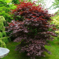 Клен пальмолистный Бладгуд купить