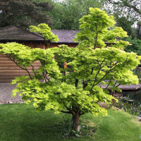 Клен японський Ширасави shirasawanum Aureum купить