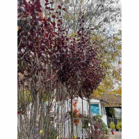 Слива розчепірена Пісарді купить