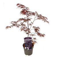 Клен веерный Black Lace купить