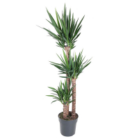 Юкка 3 ствола купить