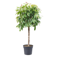 Фикус Биннедика Амстел Кинг купить