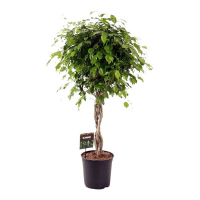 Фікус бенджаміна Екзотика купить