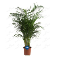 Хризалідокарпус купить